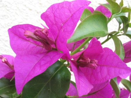 Bougainvillier.jpg