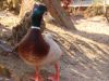 Canard.jpg