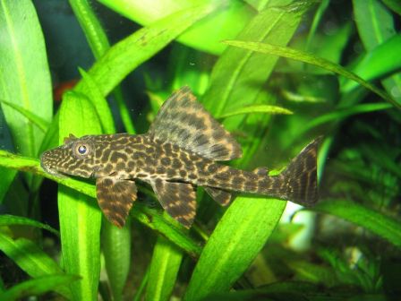 Pleco.jpg